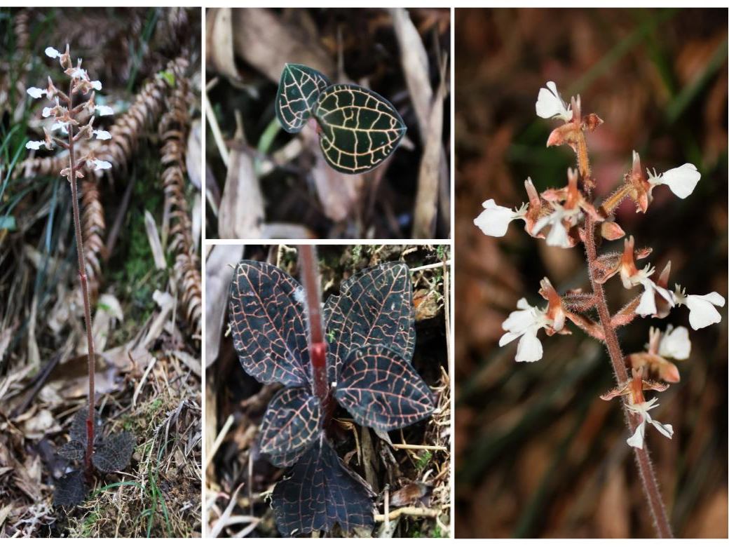 图片8.png 图片8.png