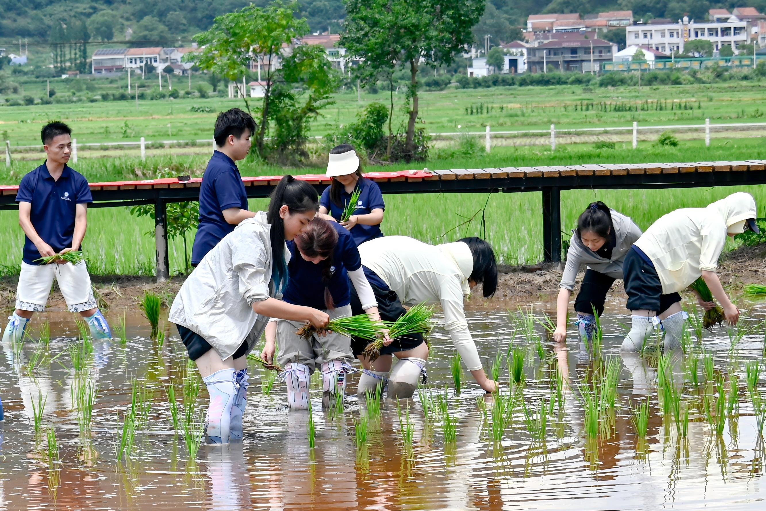 稻田里的劳动课 李周阳摄.jpg